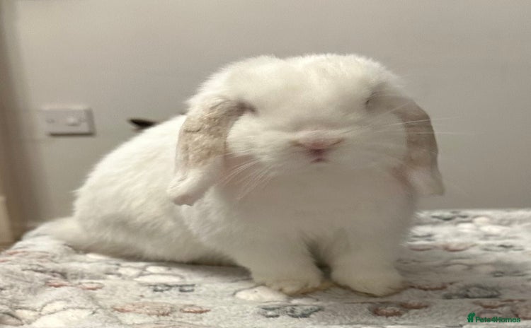 Mini Lop rabbits - Advert 7