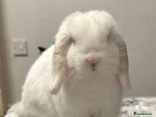 Mini Lop rabbits - Advert 1
