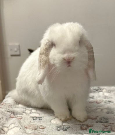 Mini Lop rabbits - Advert 4