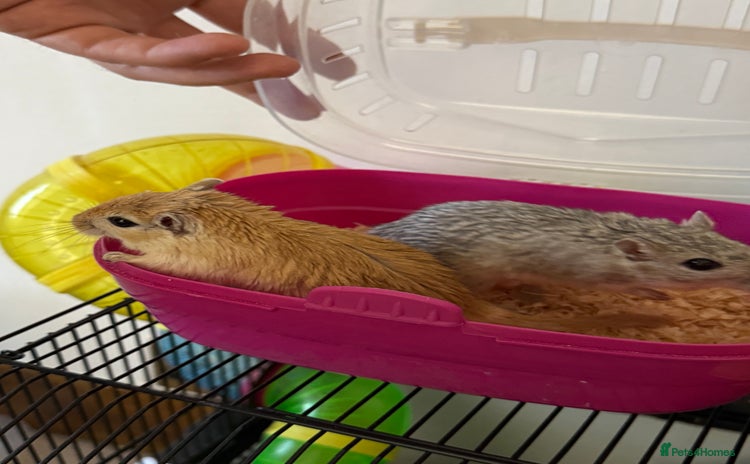 Gerbil rodents - Advert 12
