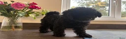 Toy Poodle dogs for sale: READY NOW solid black KC Toy poodle Girl - Advert 5