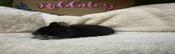 Netherland Dwarf rabbits for sale: PedigreeNetherland dwarfs and Mini Lops available - Advert 10