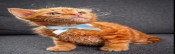 Mixed Breed cats for sale: Beautiful LePerm cross kittens  - Advert 6