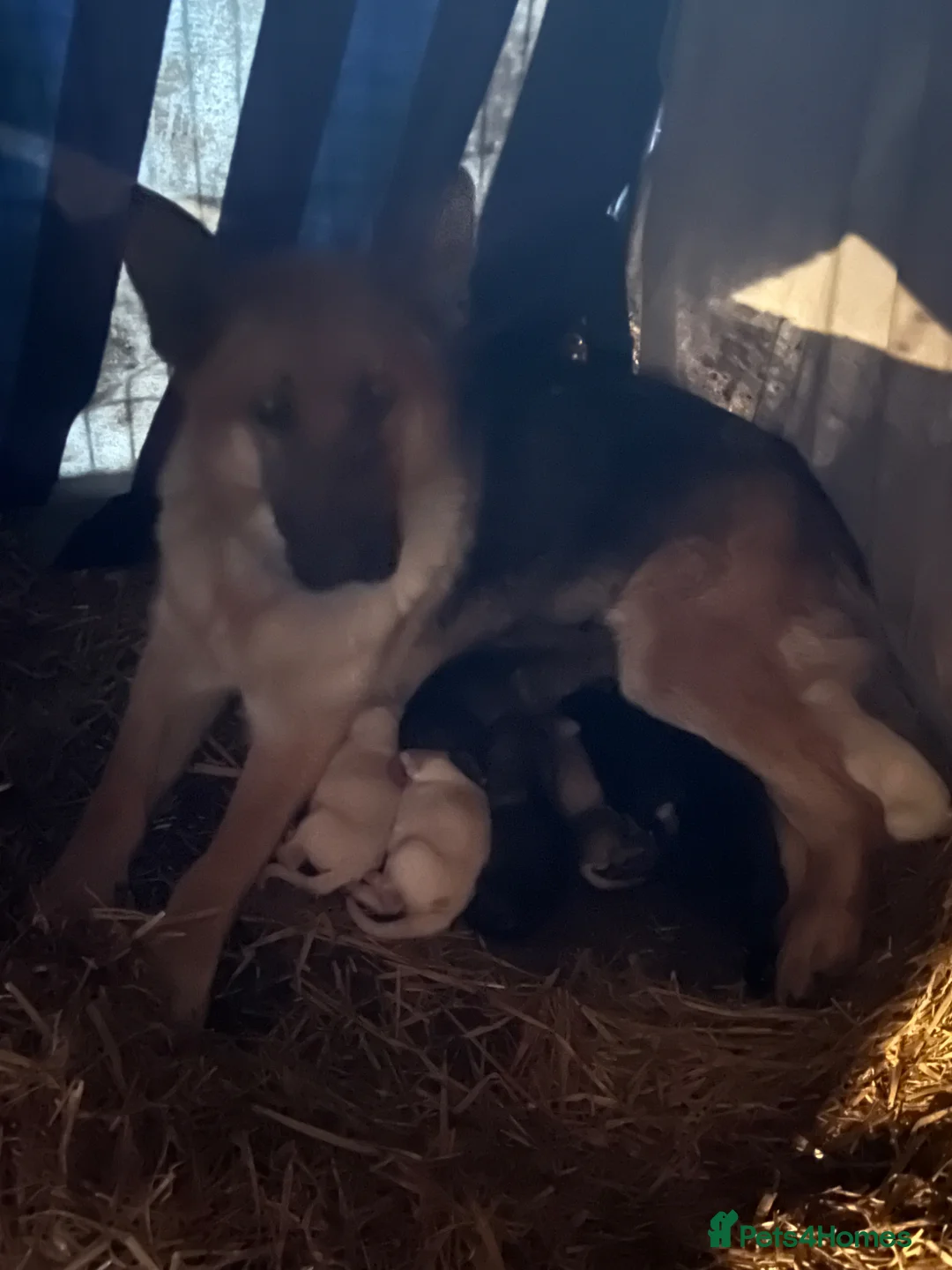 German Shepherd dogs for sale: Beautiful Rare German Shepherds  - Advert 1