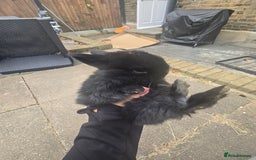 Mini Lop rabbits for sale: Mini lop rabbits  - Image 4