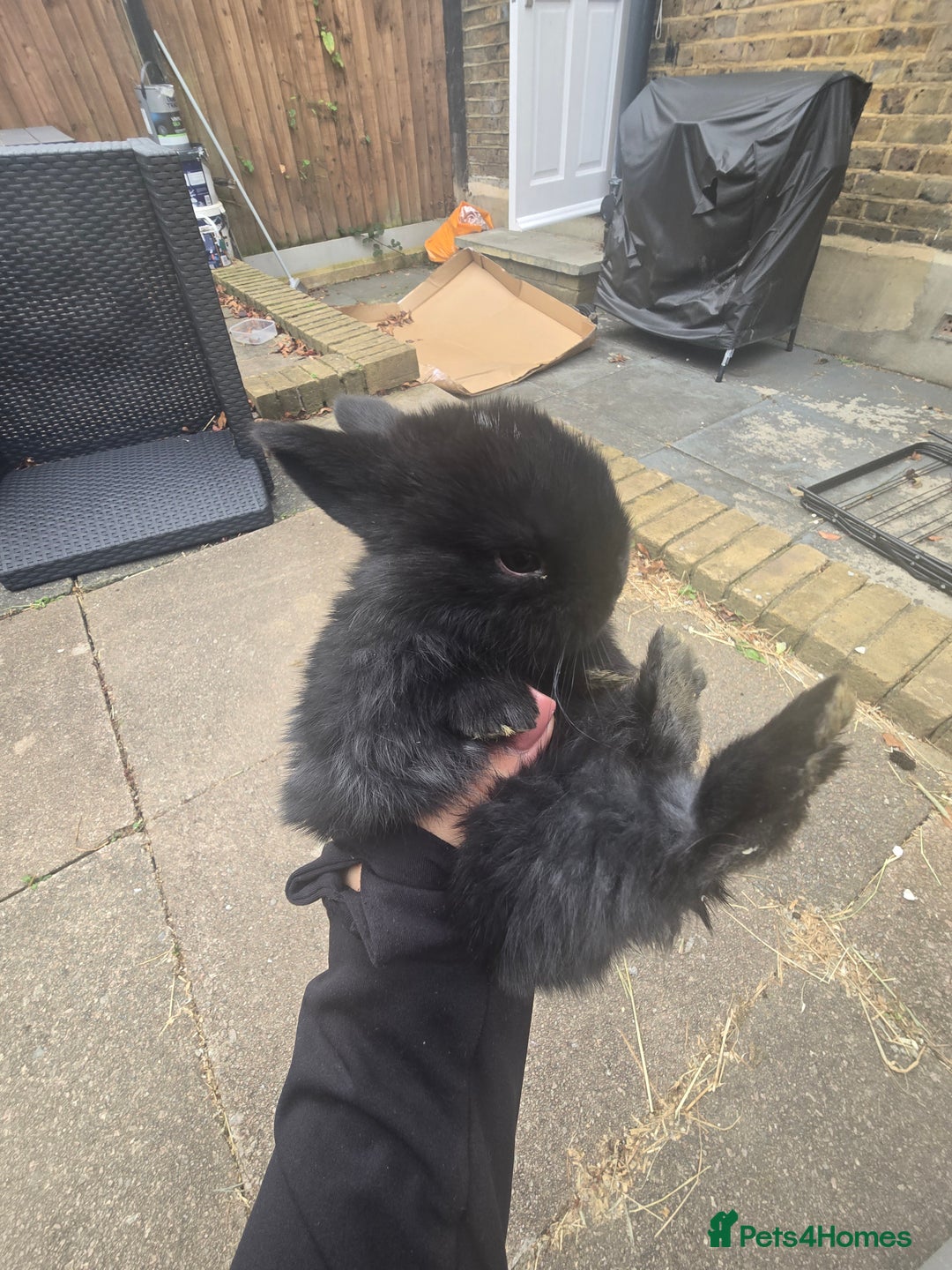 Mini Lop rabbits for sale: Mini lop rabbits  - Image 4