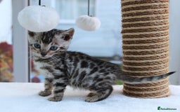 Bengal cats for sale: CUTE BENGAL KITTENS AVAILABLE - Image 23
