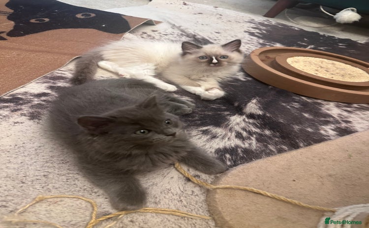 Ragdoll cats - Advert 4