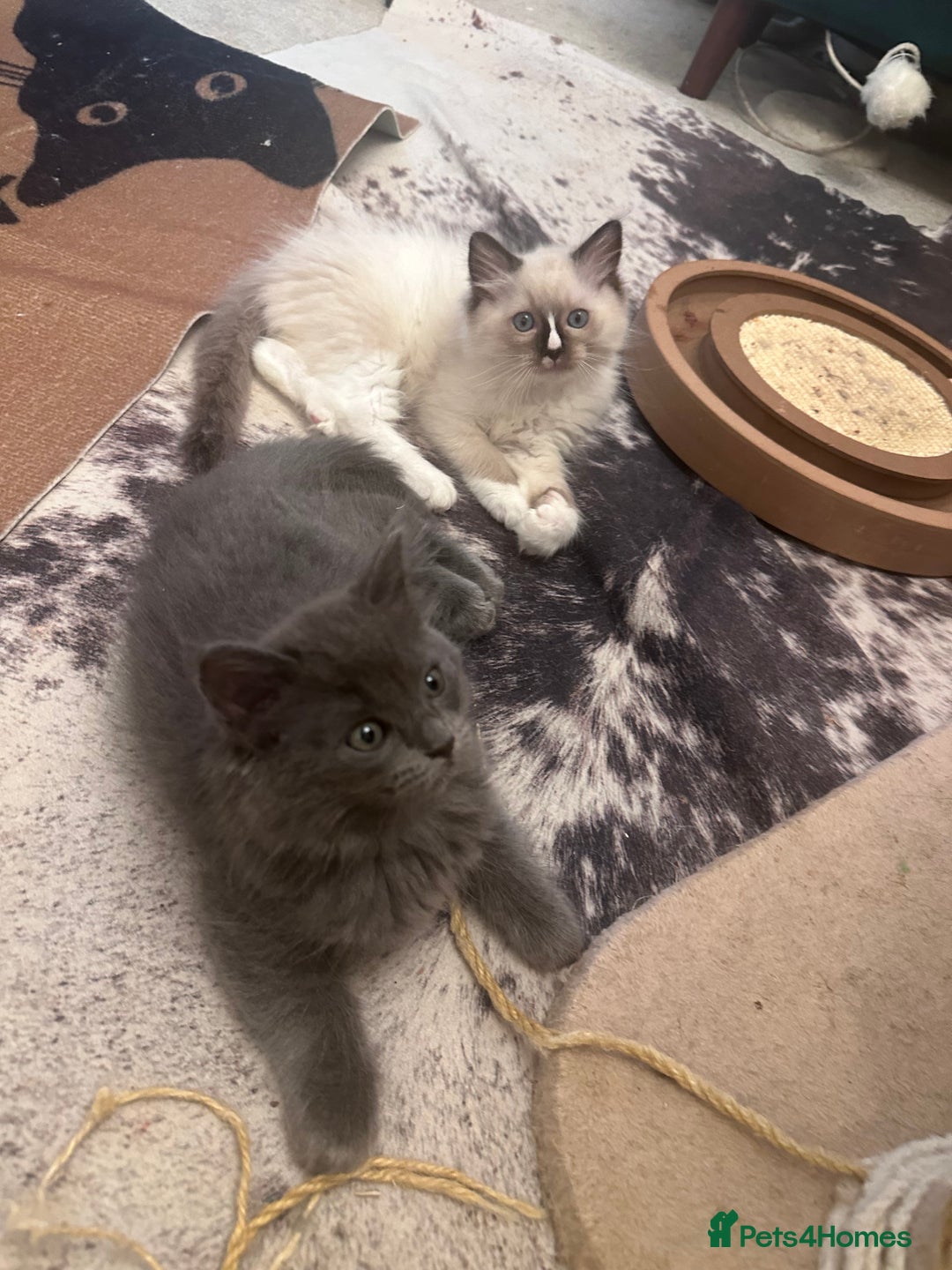 Ragdoll cats for sale: Beautiful Persia dolls  - Image 2