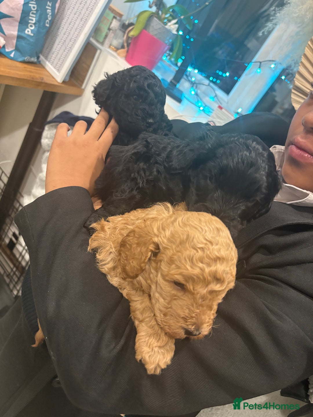 Cockapoo dogs for sale: Gorgeous Litter  - Advert 3