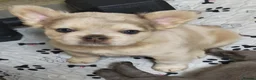 French Bulldog dogs for sale: Price reduced Fluffy French Bulldogs - Advert 26