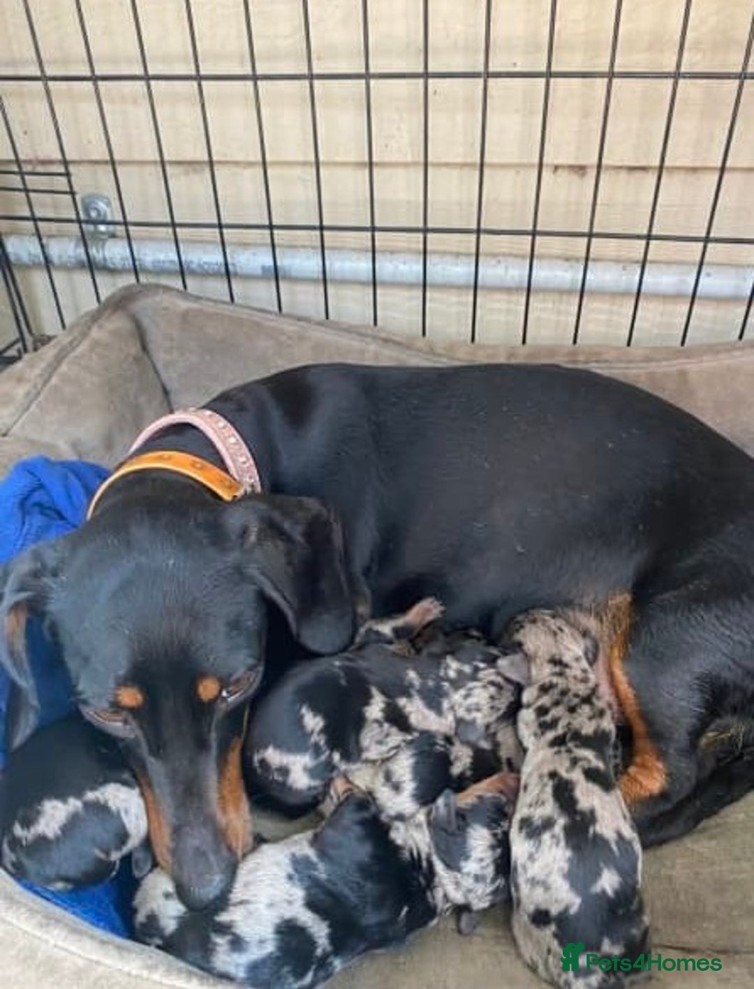 Miniature Dachshund dogs for sale: Perfect smoothhair mini dapple doxies for sale - Image 6