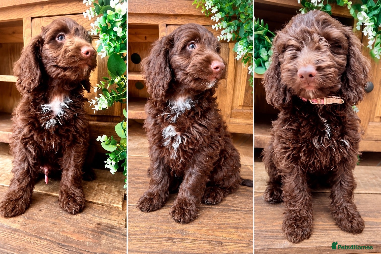 Sproodle dogs for sale: Beautiful Chocolate F1  Sproodles ! - Advert 1