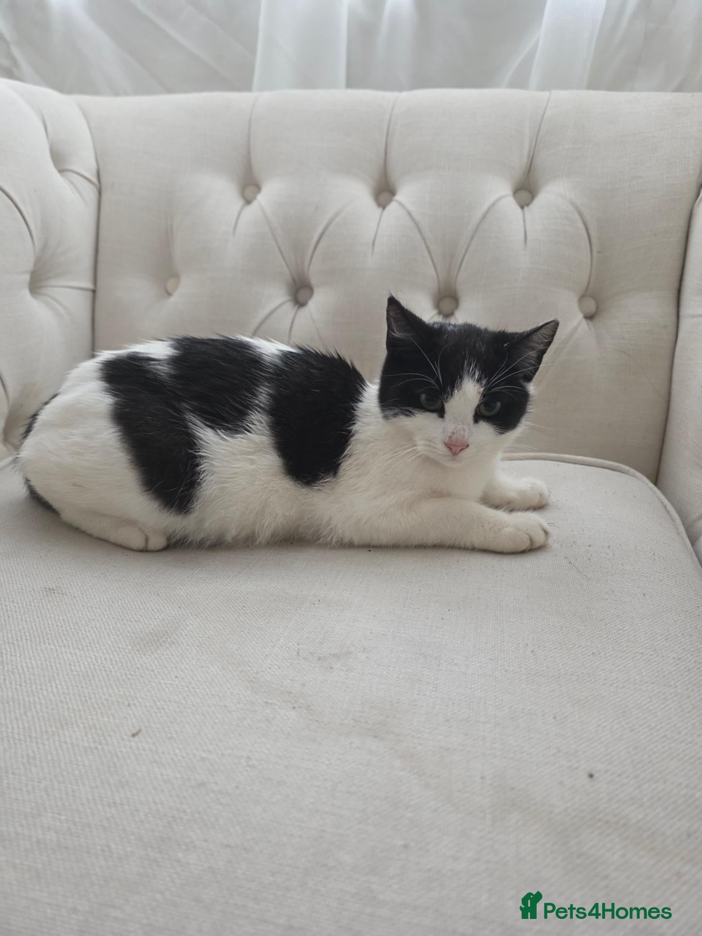 Mixed Breed cats Orio cute - Advert 1