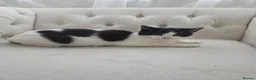 Mixed Breed cats for sale: Orio cute in Ilford - Advert 1