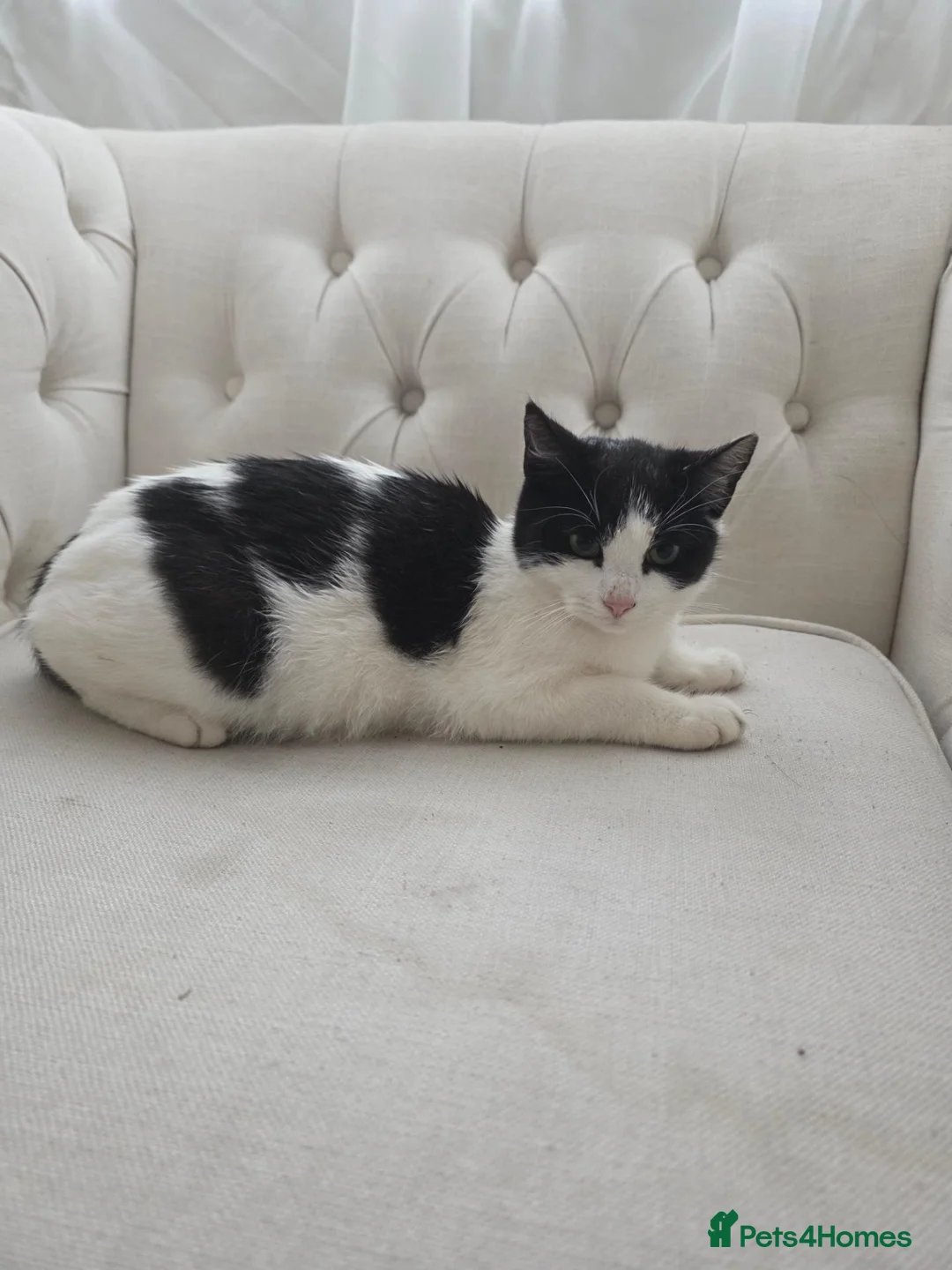 Mixed Breed cats for sale: Orio cute in Ilford - Advert 1