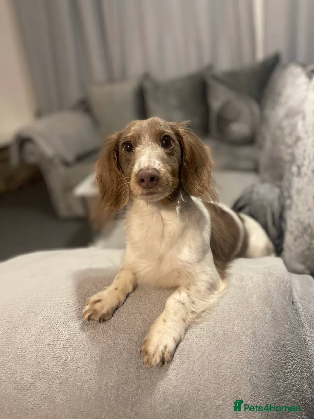 Miniature Dachshund dogs for sale: Long haired miniature dachshund  - Advert 2