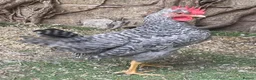 Chickens poultry for sale: POL Cream Legbards Hens, Pairs & Trios - Advert 6