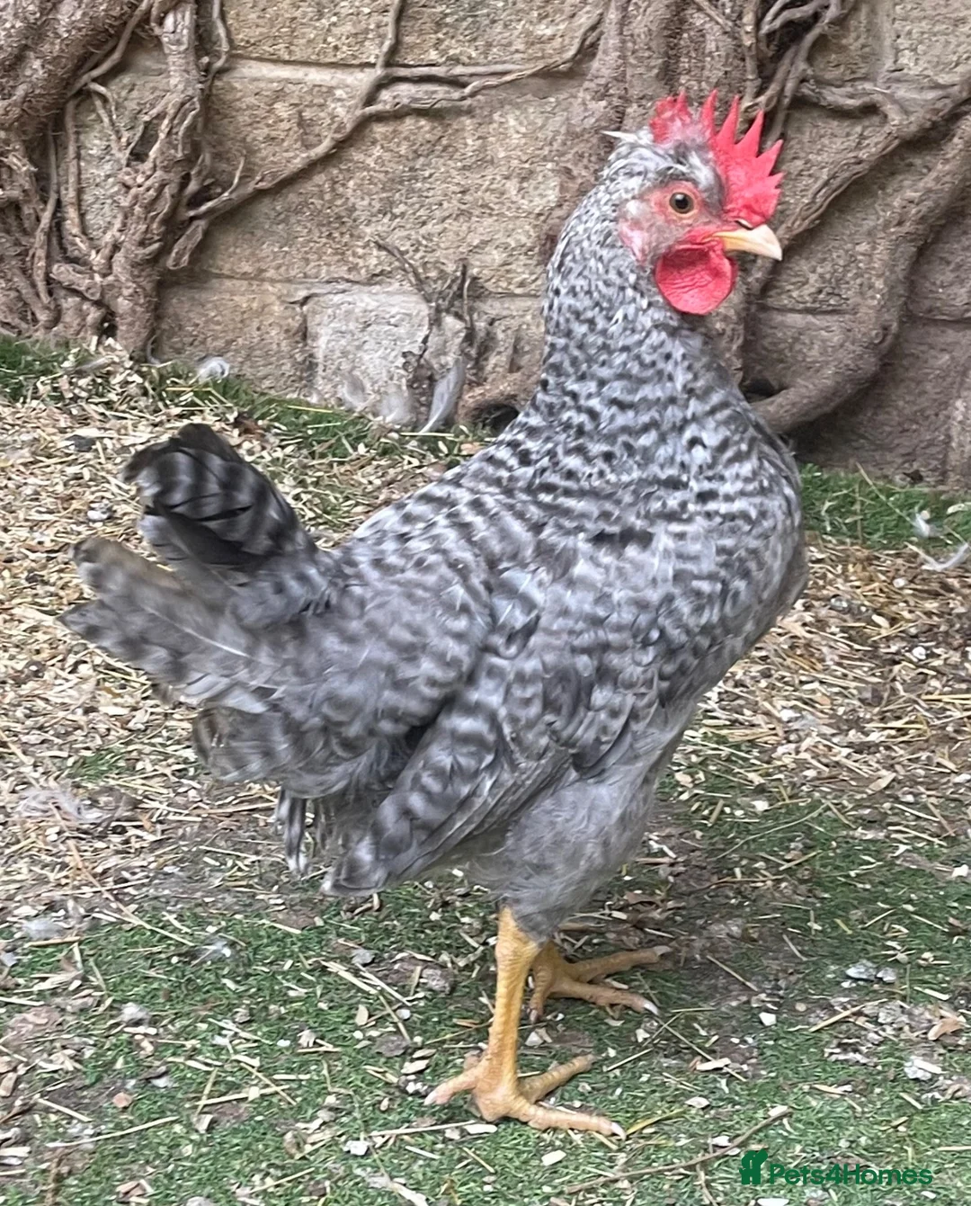 Chickens poultry for sale: POL Cream Legbards Hens, Pairs & Trios - Advert 6