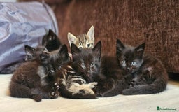 Mixed Breed cats for sale: Mid & long hair black kittens - Image 1