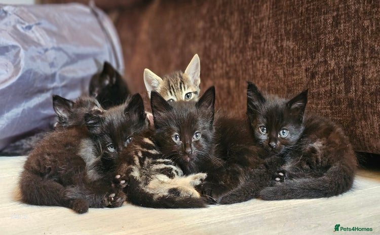 Mixed Breed cats - Advert 17