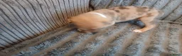 Mixed Breed dogs for sale: Lurcher pups - Advert 10