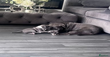 Staffordshire Bull Terrier dogs - Advert 3