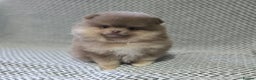 Pomeranian dogs for sale: Last boy left teddy bear face  - Advert 12