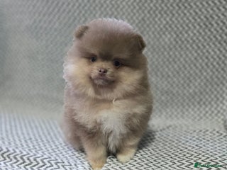 Pomeranian dogs - Advert 18