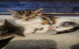 Mixed Breed cats for sale: 3 kittens available  - Image 2