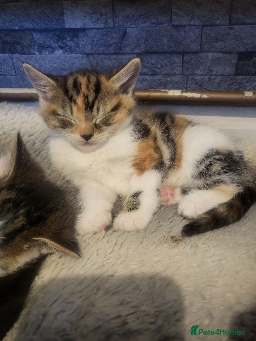 Mixed Breed cats for sale: 3 kittens available  - Image 2