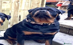 Rottweiler dogs for sale: Rottweiler Puppies  - Image 25