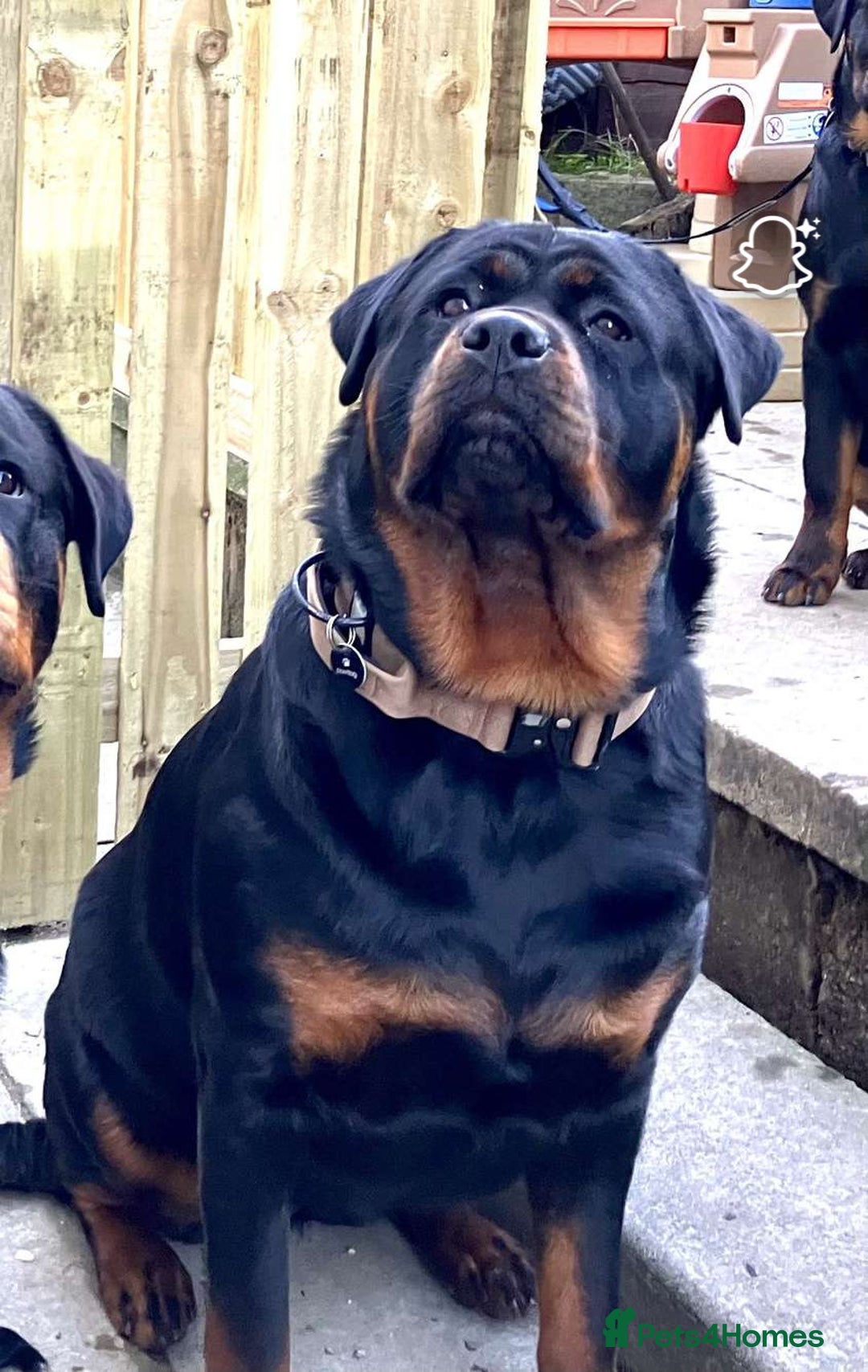 Rottweiler dogs for sale: Rottweiler Puppies  - Image 25