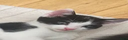 British Shorthair cats for sale: Beautiful tuxedo kittens ready now - Advert 4