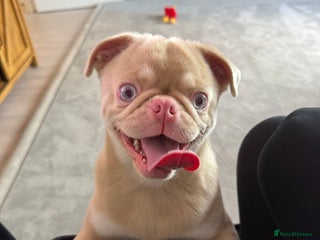 Pug dogs Pink Pug - Advert 1