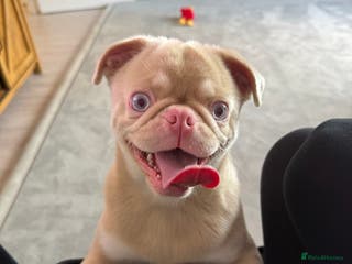 Pug dogs Pink Pug - Advert 5