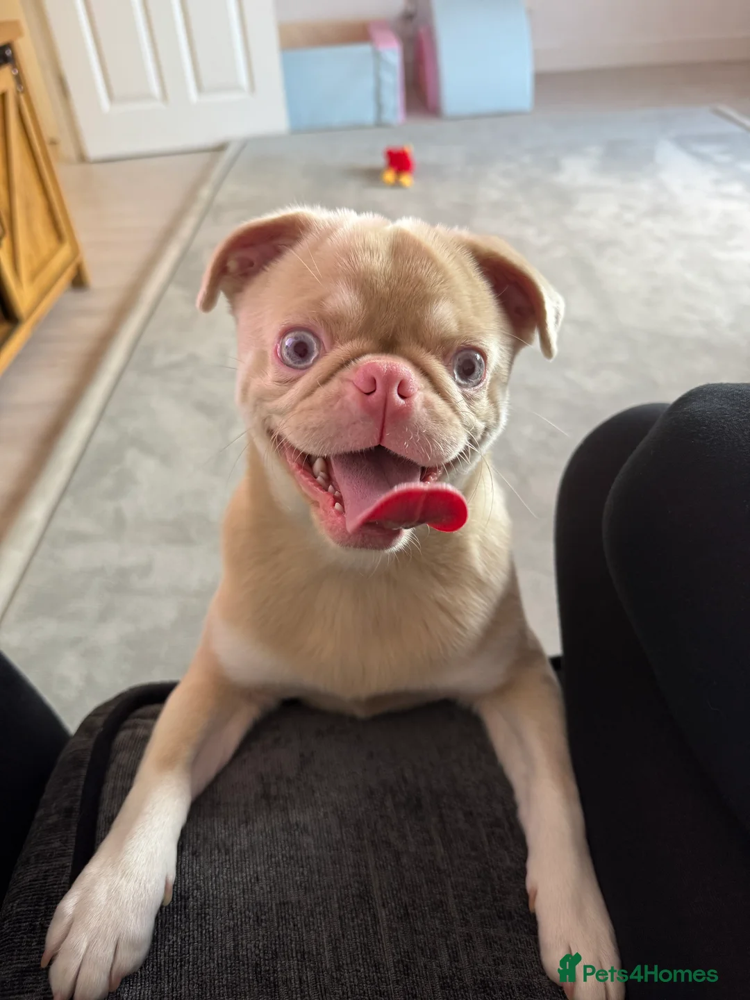 Pug dogs for sale: Pink Pug  - Advert 1