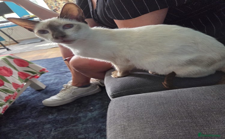 Siamese cats - Advert 1
