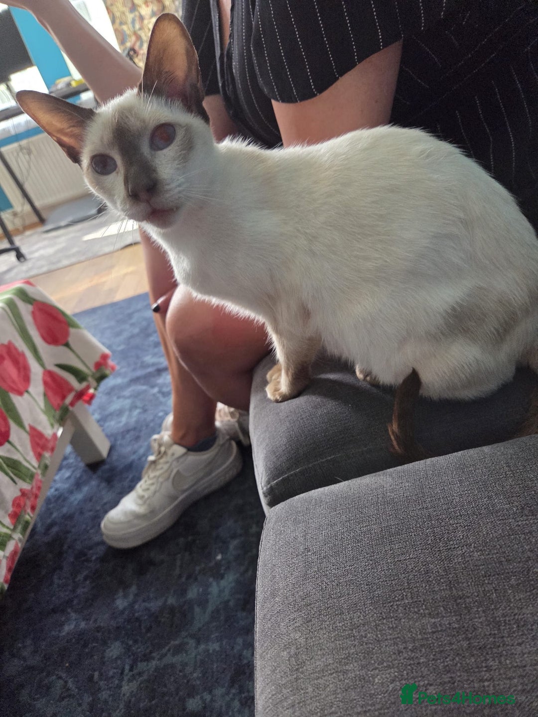 Siamese cats for sale: Bonny  - Image 1