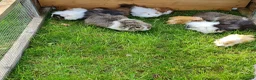 Guinea Pig rodents for sale: Herd of guinea pigs for sale in Chippenham - Advert 13