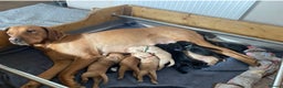 Labrador Retriever dogs for sale: Beautiful female Labrador-Healthy & Well-Cared-For - Advert 1
