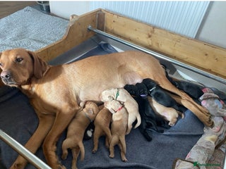 Labrador Retriever dogs Beautiful female Labrador-Healthy & Well-Cared-For - Advert 1