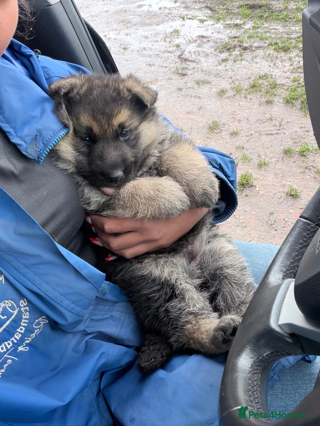 German Shepherd dogs for sale: Beautiful German shepherd pups available  - Advert 6