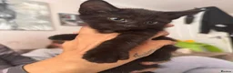 Domestic Shorthair cats for sale: 3 kittens for sale - Advert 7