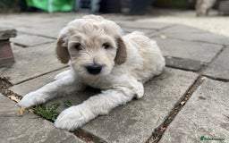 Goldendoodle dogs for sale: Only 2 left of Mela's Marvels F1Bs - Image 33
