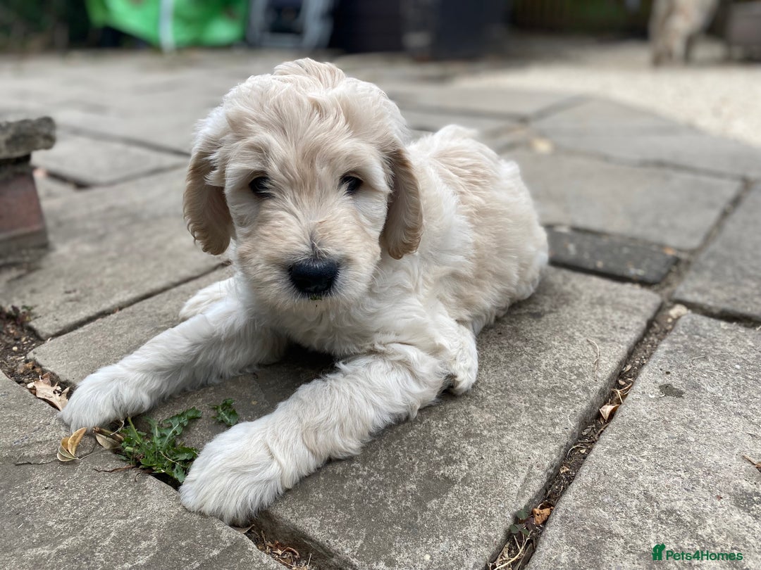 Goldendoodle dogs for sale: Only 2 left of Mela's Marvels F1Bs - Image 33