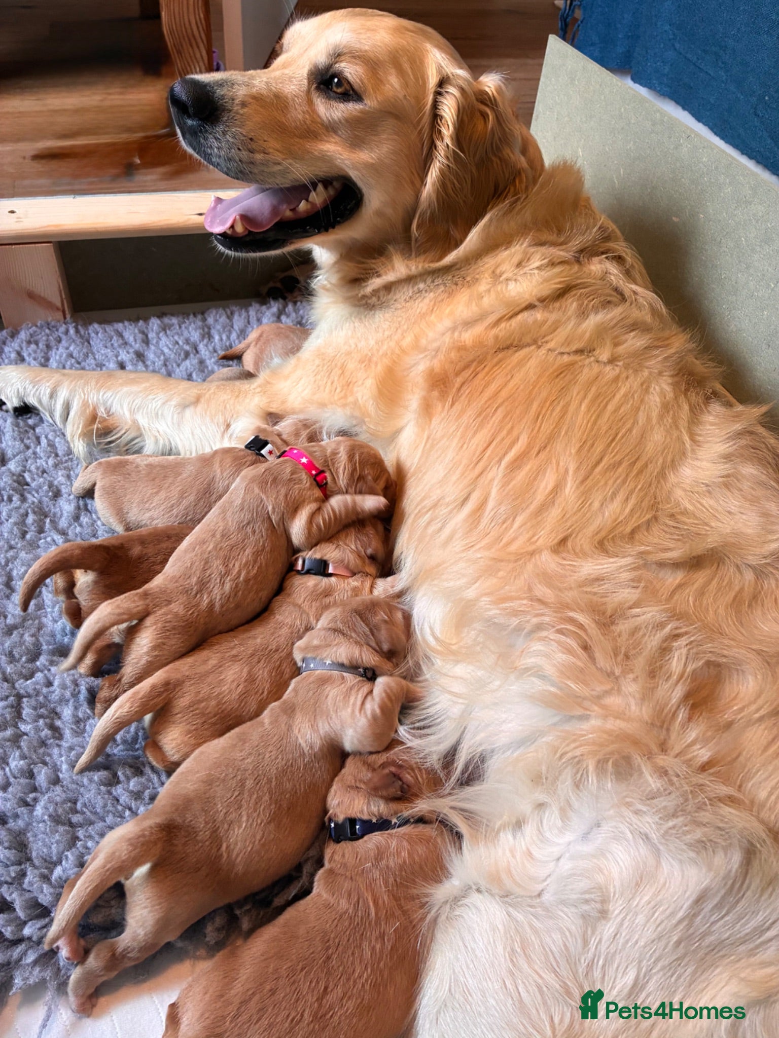 Golden Retriever dogs Beautiful KC Golden Retrievers  - Advert 2
