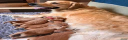 Golden Retriever dogs for sale: Beautiful KC Golden Retrievers  - Advert 2