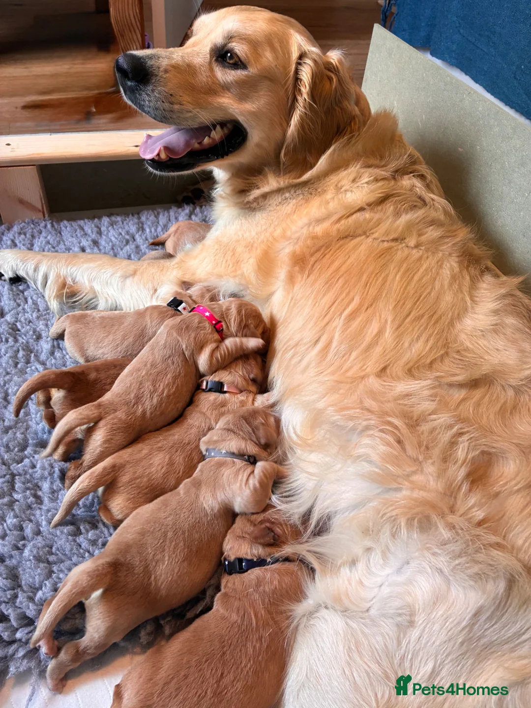 Golden Retriever dogs for sale: Beautiful KC Golden Retrievers  - Advert 2