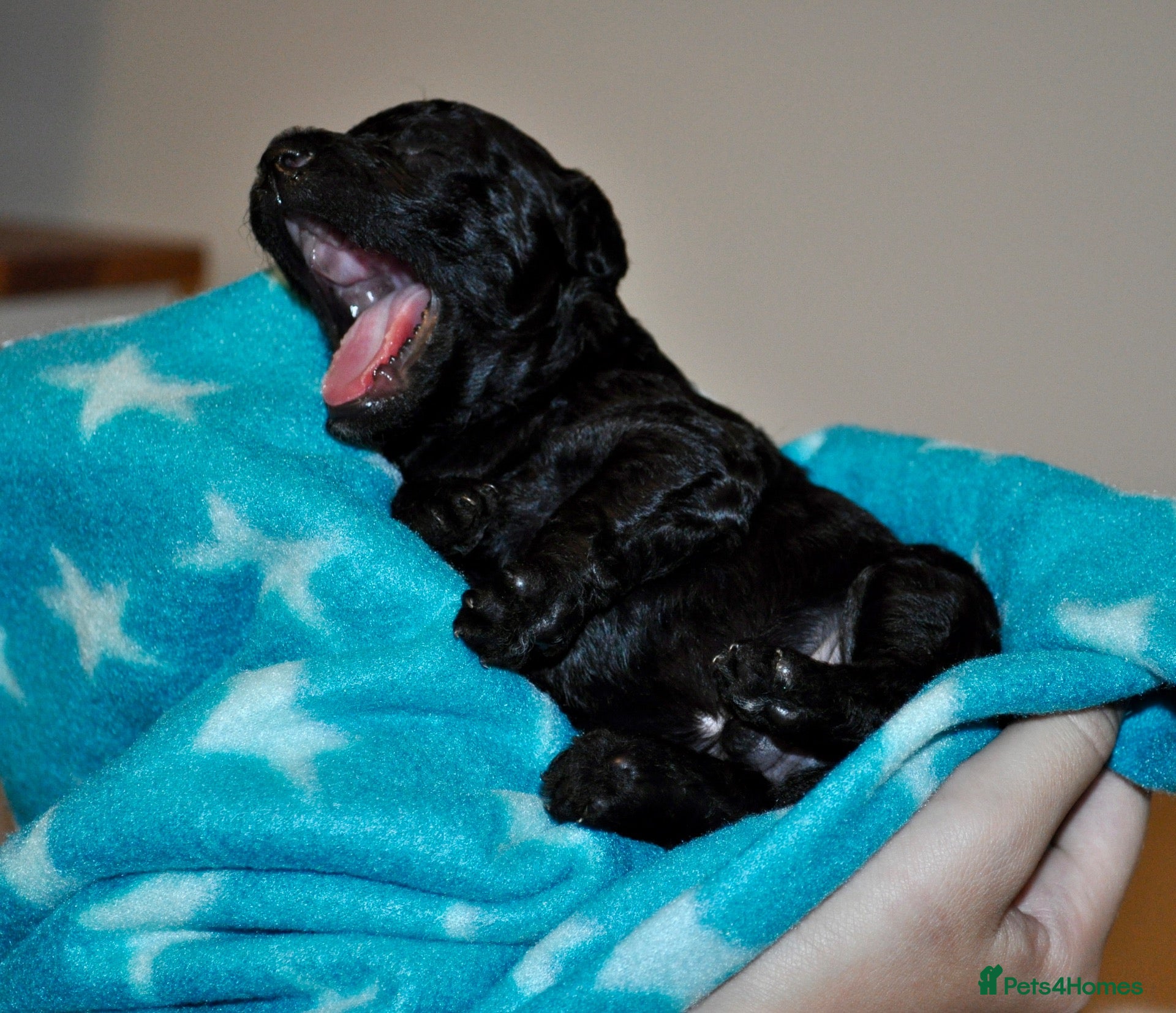 Toy Poodle dogs 🐾 Purebred Toy Poodle Puppies – £1,800 Each 🐾 - Advert 2